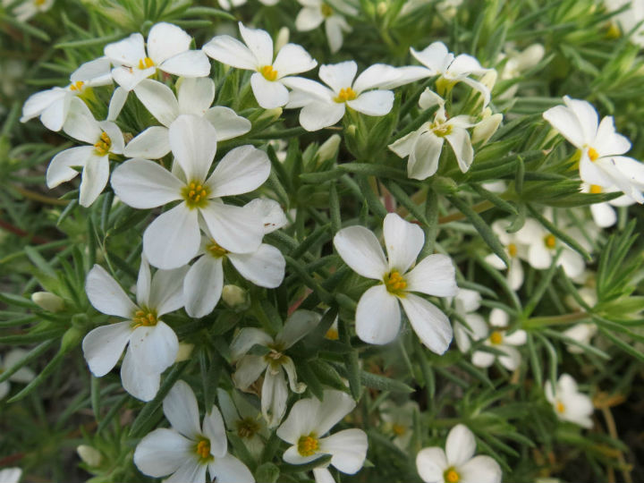 Nuttall's Linanthus